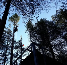 TALA Y PODA EN ALTURA DE ÁRBOLES León