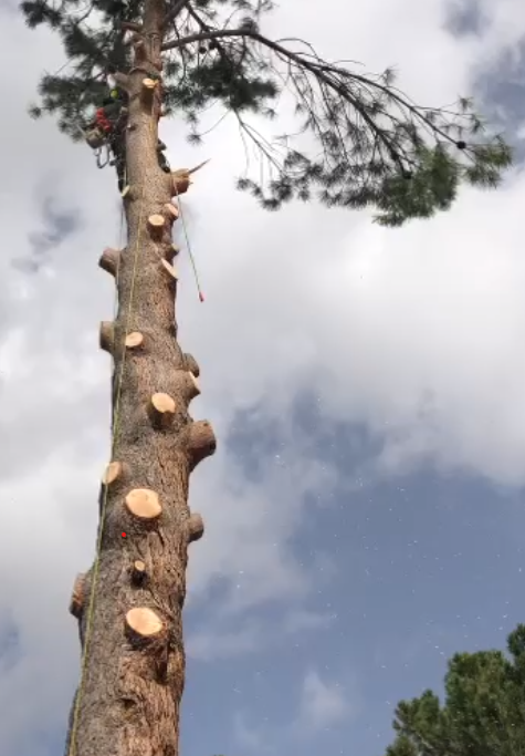 TALA Y PODA EN ALTURA León Arboricultura