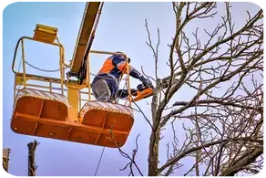 Podas en Altura LEÓN y provincia Arboricultura Podas de altura LEÓN y provincia Arboricultura