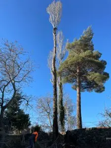 Tala y poda de árboles en altura León Arboricultura Podas y talas de árboles en altura León Arboricultura