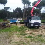 Tala y poda de árboles en altura, JAÉN Poda y tala de árboles en altura, JAÉN
